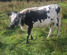 Droimeann Cows and Beet Calves for sale