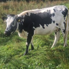 Droimeann Cows and Beet Calves for sale