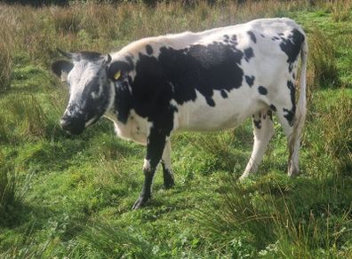 Droimeann Cows and Beet Calves for sale