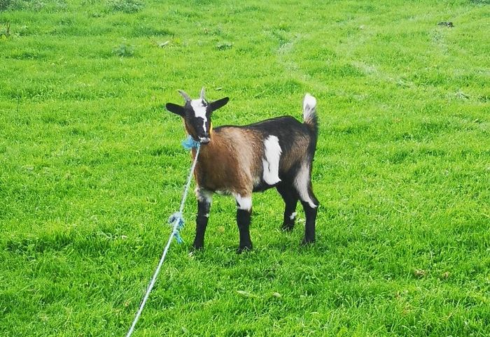 she goat
