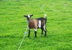 she goat