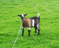 she goat