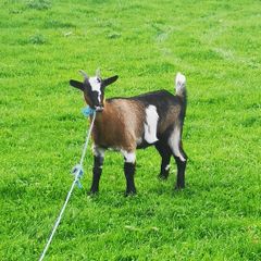 she goat
