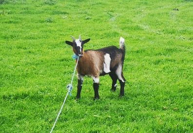she goat