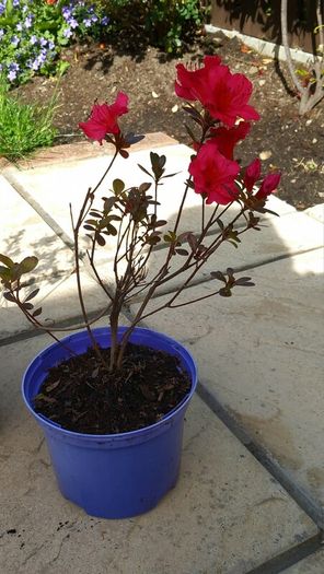 AZAELA plants