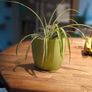 Spider plant Image 2