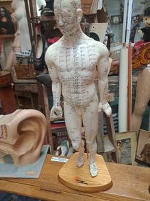 Vintage Anatomical Male Mannequin