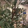 Very large beautiful faux olive tree Image 10