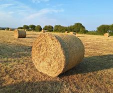 Hay.
