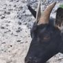 pygmy goats Image 5