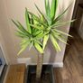 Yucca and lemon cypress Image 4