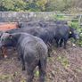 Abereen Angus Calfs Image 3