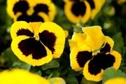 Yellow Viola Pansy seeds