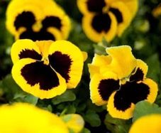 Yellow Viola Pansy seeds