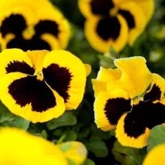 Yellow Viola Pansy seeds