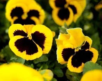 Yellow Viola Pansy seeds