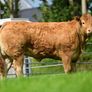 Limousin Sale of Heifers Image 4