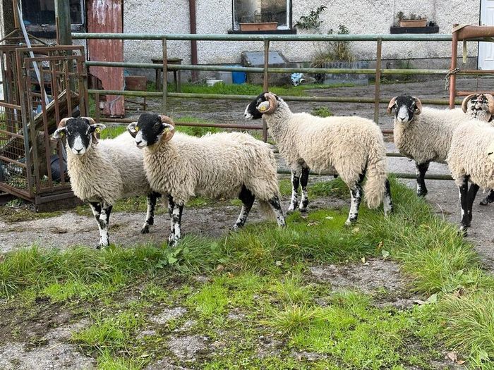 Swaledale Rams all SIS for Sale