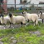 Swaledale Rams all SIS for Sale Image 8