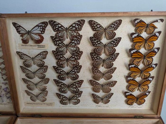 Antique Taxidermy Butterflies