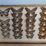 Antique Taxidermy Butterflies Image 5