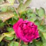 Tree Peony Image 2