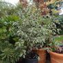 Varigated Pittosporum 3ft high Image 2