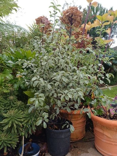 Varigated Pittosporum 3ft high