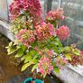 Healthy Hydrangea Petite Star Image 4
