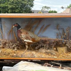 Pheasant Taxidermy