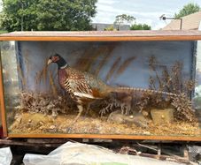 Pheasant Taxidermy