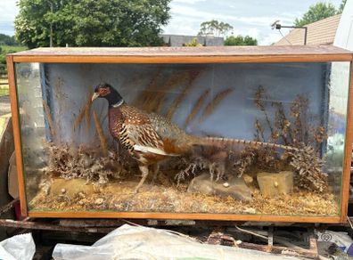 Pheasant Taxidermy