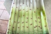 Vintage ceramic asparagus plate, asparagus bowl, hand-painted or as hanging plate