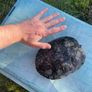 Free Turtle Image 3