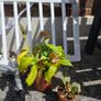 free mirror, shelf, plant etc.. Image 2