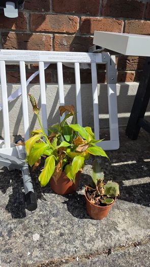 free mirror, shelf, plant etc..