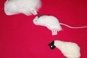 Finger Puppets (3)