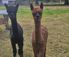 Alpaca