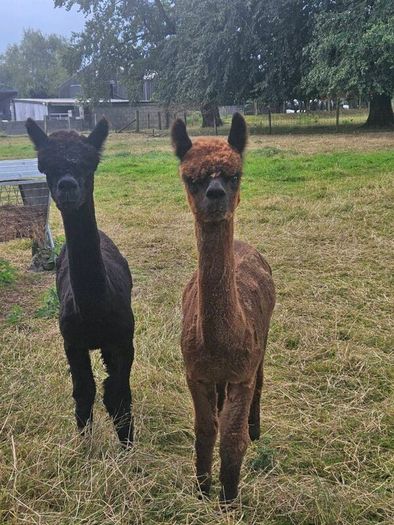 Alpaca
