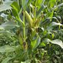 Maize for silage Image 3