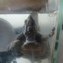 Musk Turtle and Tank Image 7