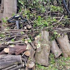 free wood tree