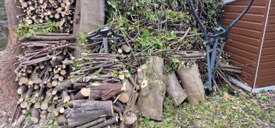 free wood tree