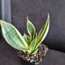 Sansevieria Image 4