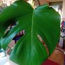 70cm monstera in wicker pot Image 4