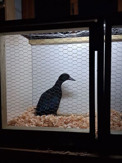 Poultry show pens