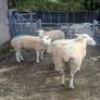 Lieyn Rams For Sale Image 5
