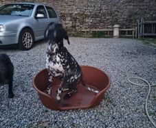 dog bed