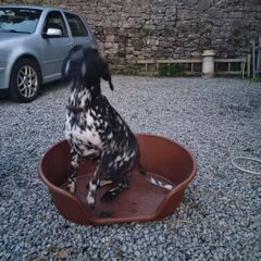 dog bed