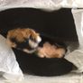 Rocketdog Crush Velvet Wedges size 7 Image 6